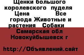 Щенки большого (королевского) пуделя › Цена ­ 25 000 - Все города Животные и растения » Собаки   . Самарская обл.,Новокуйбышевск г.